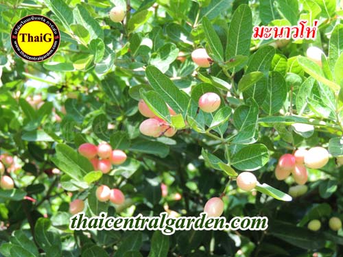 มะนาวโห่ หรือ หนามแดง