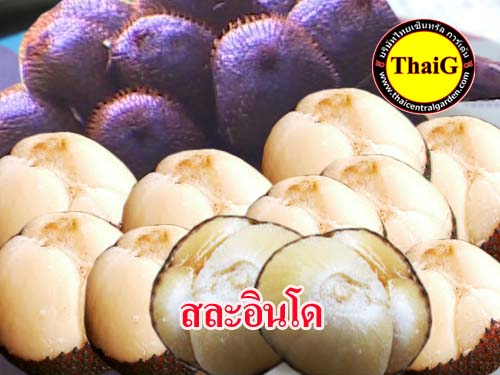 สละอินโด