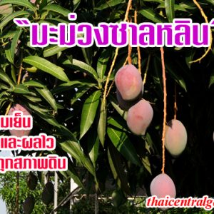 มะม่วงซาลหลิน
