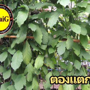 ต้นตองแตก