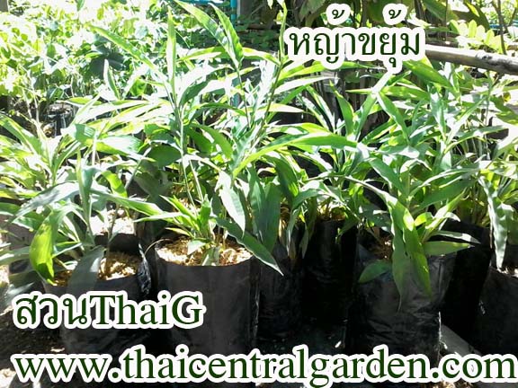 หญ้ารีแพร์หรือหญ้าขยุ้ม