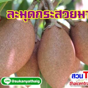 ละมุดกระสวยมาเลย์