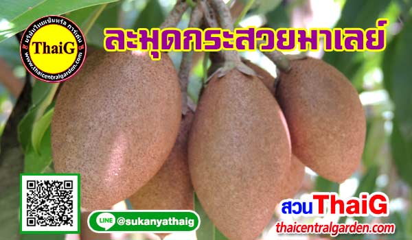 ละมุดกระสวยมาเลย์