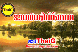 สินค้าทั้งหมด