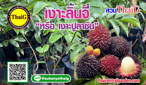 เงาะลิ้นจี่