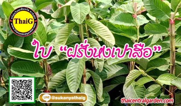 ใบฝรั่งหงเป่าสือ