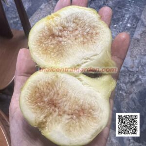 มะเดื่อฝรั่งพันธุ์ เดียร์น่า ผลใหญ่หวานละมุน