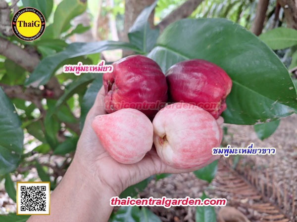 ชมพู่มะเหมี่ยวแดง มะเหมี่ยวขาว