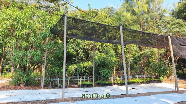 ที่จอดรถในสวนThaiG