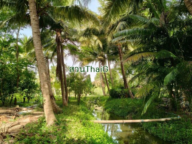 บรรยากาศในสวน