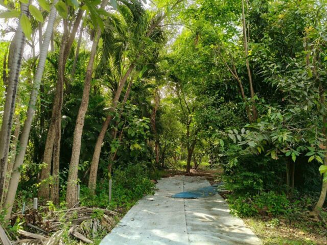 บรรยากาศในสวน