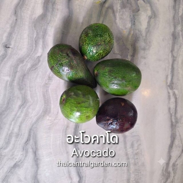 อะโวคาโด้
